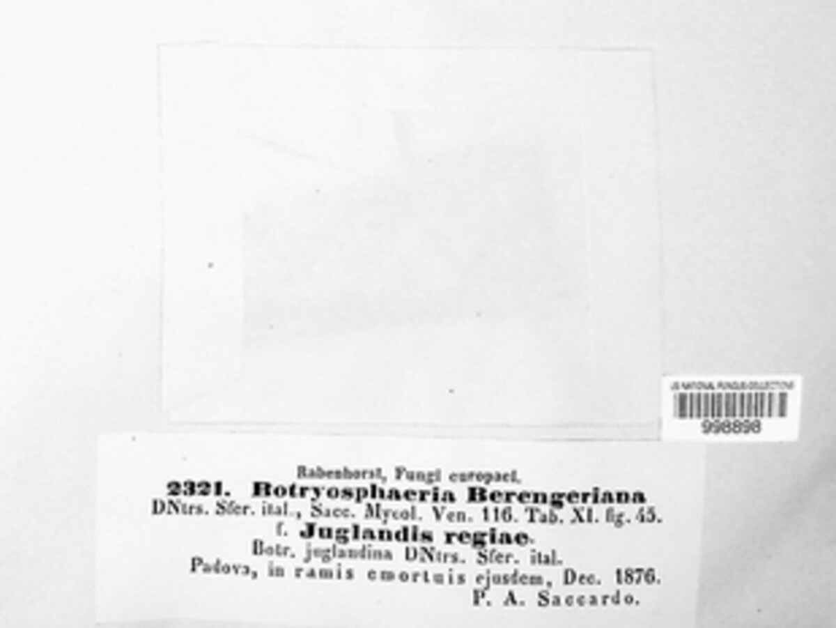 Botryosphaeria berengeriana image